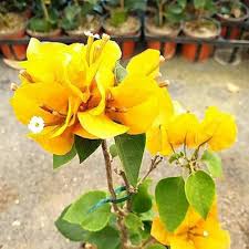 Yellow Bougainvillea Flower Seeds for Planting | Heirloom Non-GMO Organic Garden Seeds