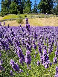 Lavandula Flower Seeds for Planting – Long Bloom Season, Heirloom Non-GMO High Germination Organic Garden Seeds
