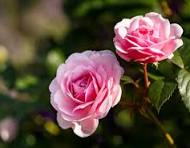 Pink Wales Rose Flower Seeds for Planting – Premium Quality, Heirloom, Non-GMO & Organic Garden Seeds