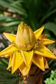 Musella Lasiocarpa Flower Seeds for Planting - Sun Loving, Heirloom & Non-GMO Organic Garden Seeds - High Germination