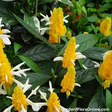 Deep Blue Pachystachys Lutea Seeds for Planting – Organic, Heirloom, Non-GMO, High Germination SeedsGarden, 100pcs