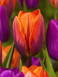 Orange Purple Tulip Flower Seeds for Planting - Hardy Heirloom, Non-GMO Organic Garden Seeds for Home Garden