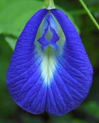 Clitoria Flower Seeds for Planting | Heirloom Non-GMO Organic Garden Seeds, High Germination