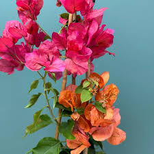 Heirloom Bougainvillea Flower Seeds for Planting – Non-GMO High Germination Organic Garden Seeds