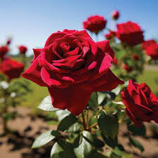 Rose Flower Seeds for Planting – Heirloom Non-GMO High Germination Organic Garden Seeds
