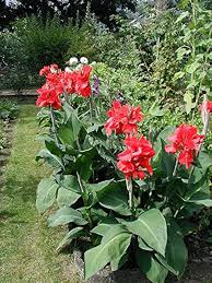 Indica Flower Seeds for Planting – Hardy Variety, Heirloom & Non-GMO Seeds