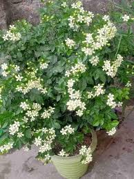 Murraya Paniculata Flower Seeds for Planting – Hardy Variety, Heirloom, GMO Free Organic Garden Seeds