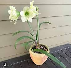 Light Grey Hippeastrum Flower Seeds for Planting | Heirloom Non-GMO High Germination Organic Garden Seeds