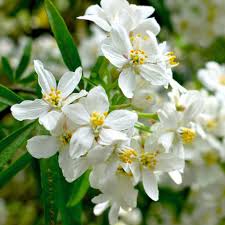 Aztec Pearl Flower Seeds for Planting – Pollinator Friendly Heirloom Non-GMO High Germination Garden Seeds