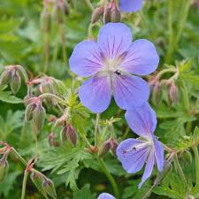 Blue Geraniums Flower Seeds for Planting – Heirloom, Non-GMO, Easy to Grow Organic Garden Seeds