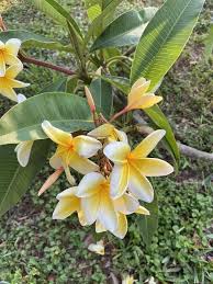 Frangipani Flower Seeds for Planting – Heirloom, Non-GMO, High Germination Organic Garden Seeds