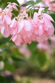 Philippica Flower Seeds for Planting Heirloom Non-GMO High Germination Organic Garden Seeds