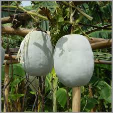 Wax Ash Gourd Seeds for Planting – Heirloom, Non-GMO, High Germination Organic Garden Seeds for Firm White Cooking Fruit