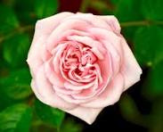 Pink Wales Rose Flower Seeds for Planting – Premium Quality, Heirloom, Non-GMO & Organic Garden Seeds