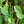 Black Pepper Seeds for Planting – heirloom & Non-GMO seeds, essential spice for culinary gardens