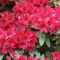 Red Azaleas Flower Seeds for Planting – Heirloom, Non-GMO, High Germination Organic Garden Seeds