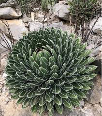 Green Victoria Agave Flower Seeds for Planting – Heirloom, Non-GMO, Pollinator Friendly Organic Garden Seeds