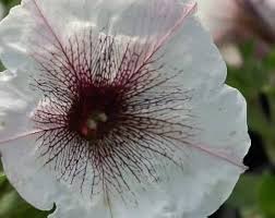 White & Black Petunia Flower Seeds – Heirloom, Non-GMO, High Germination Organic Seeds for Planting
