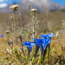 Gentiana Puberulenta Flower Seeds for Planting – Hardy Variety, Heirloom, Non-GMO