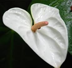 White Anthurium Andraeanu Flower Seeds for Planting – Heirloom Non-GMO High Germination Organic Garden Seeds