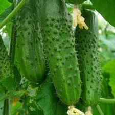 Dark Green Cucumber flower seeds for planting - Heirloom & Non-GMO Garden Seeds