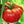 Abe Lincoln Heirloom Tomato Seeds for Planting – Non-GMO Historic Rich Flavor Variety – Organic Garden Seeds