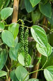 Black Pepper Seeds for Planting – heirloom & Non-GMO seeds, essential spice for culinary gardens