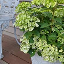 Green Cascade Flower Seeds for Planting - Heirloom, Non-GMO Organic Garden Seeds for Home Garden Borders