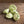 Bennings Vegetable Seeds for Planting – Heirloom Non-GMO, High Germination Organic Summer Squash Seeds