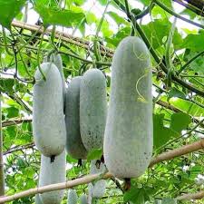 Wax Ash Gourd Seeds for Planting – Heirloom, Non-GMO, High Germination Organic Garden Seeds for Firm White Cooking Fruit