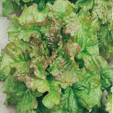Green Brown Prizehead Lettuce Seeds for Planting – Heirloom Non-GMO Organic Garden Seeds, Crisp Salad Lettuce