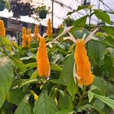 Deep Blue Pachystachys Lutea Seeds for Planting – Organic, Heirloom, Non-GMO, High Germination SeedsGarden, 100pcs