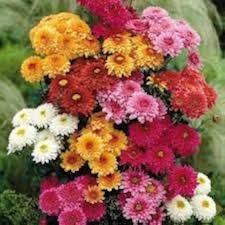 Chrysanthemum Flower Seeds for Planting – Heirloom, Non-GMO, Shade-Tolerant Organic Garden Seeds