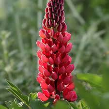 Lupine Red Flower Seeds for Planting – Heirloom, Non-GMO, High Germination Organic Garden Seeds