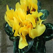Yellow Cyclamen Flower Seeds for Planting – Fragrant Blossoms, Heirloom, Non-GMO Seeds for Home Garden
