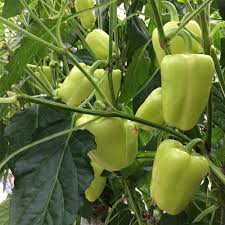 White Bell Pepper Seeds for Planting – heirloom & Non-GMO seeds, sweet variety with rare color