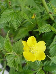 Kerria Japonica Flower Seeds for Planting – Cottage Garden Essential, Heirloom, Non-GMO, Organic Garden Seeds