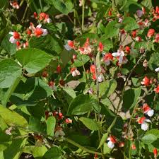 Bean Hestia Flower Seeds for Planting – Cottage Garden Essential, Heirloom, Non-GMO, High Germination