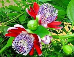 Sweet Grenadilla Passiflora Flower Seeds – Heirloom, Non-GMO, High Germination Organic Garden Seeds