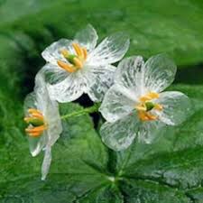 Skeleton Flower Seeds for Planting – Wildflower Mix Heirloom Non-GMO Seeds for Home Garden