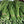 Yard Bean Seeds for Planting – Heirloom, Non-GMO, High Germination Organic Garden Seeds for Long, Crisp Summer Pods