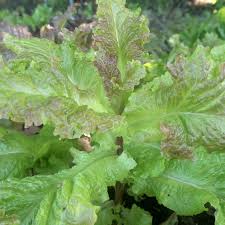 Green Brown Prizehead Lettuce Seeds for Planting – Heirloom Non-GMO Organic Garden Seeds, Crisp Salad Lettuce