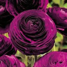 Violet Ranunculus Flower Seeds for Planting – Heirloom, Non-GMO, High Germination Garden Seeds
