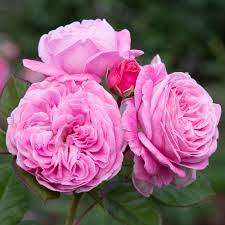 Geranium Flower Seeds for Planting Light Pink – Shade Tolerant, Heirloom & Non-GMO, High Germination Organic Garden Seeds