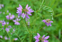 Purple Vetch Flower Seeds for Planting – Bright Blooms, Heirloom, Non-GMO & Organic Garden Seeds