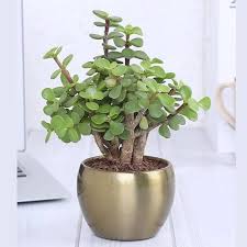 Crassula Flower Seeds for Planting | Heirloom Non-GMO High Germination
