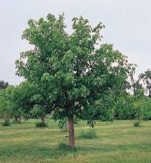 Aesculus Pavia Flower Seeds for Planting - Heirloom, Non-GMO, High Germination Organic Garden Seeds