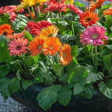 Gerbera Flower Seeds for Planting – Heirloom, Non-GMO, Fragrant Blossoms Organic Garden Seeds