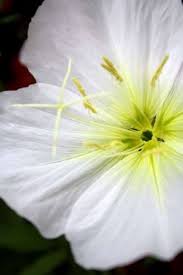 White Oenothera Flower Seeds for Planting – Heirloom, Non-GMO, High Germination Organic Garden Seeds