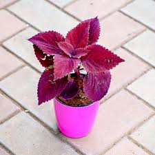 Pink Coleus Flower Seeds for Planting – Non-GMO, Shade Tolerant Heirloom Organic Garden Seeds